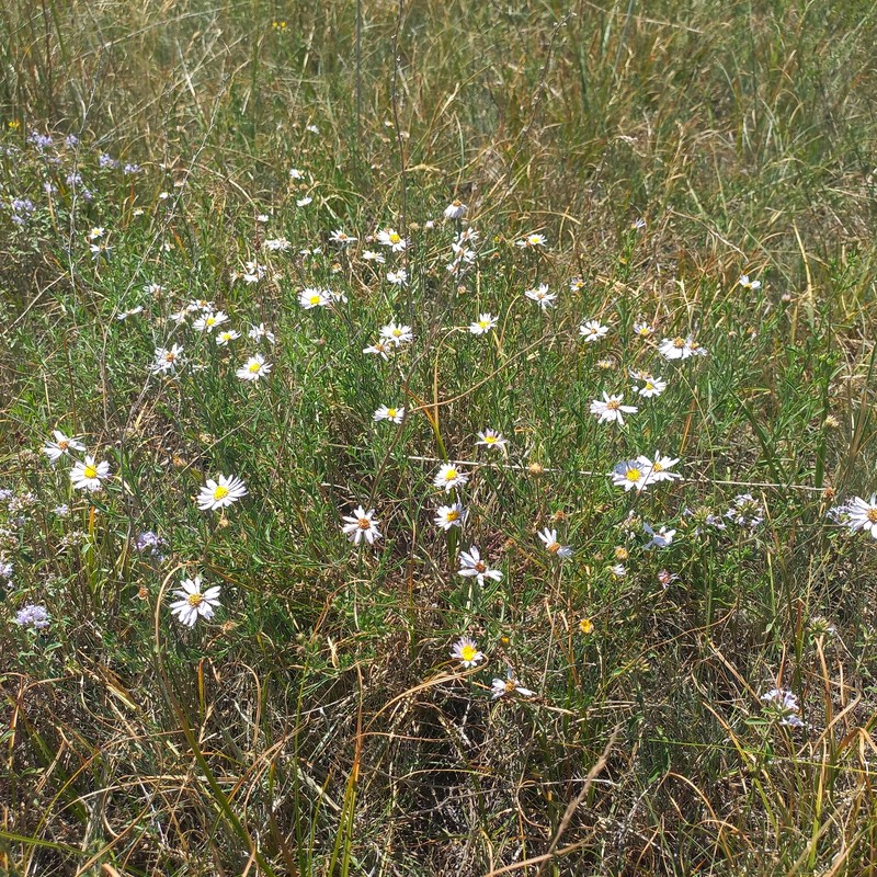 Aster altaicus var. canescens photo 3