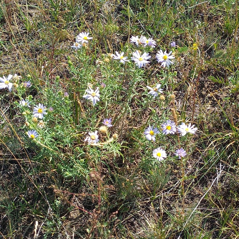 Aster altaicus var. canescens photo 4