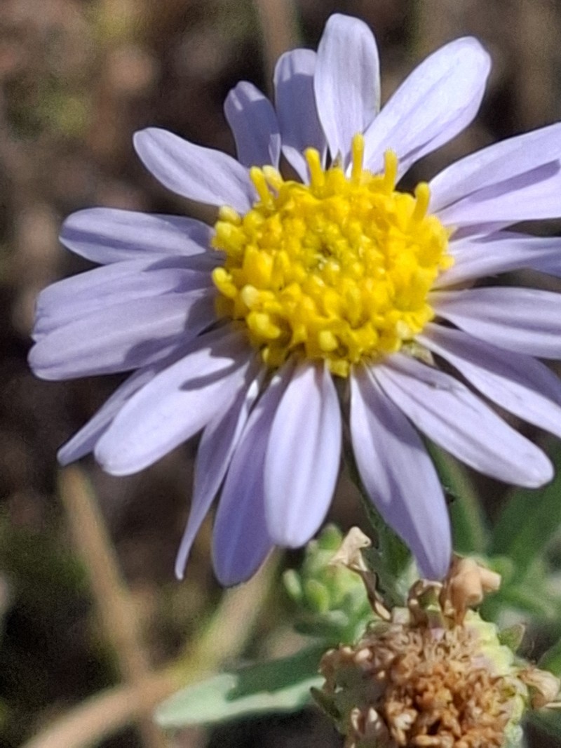 Aster altaicus var. canescens photo 5