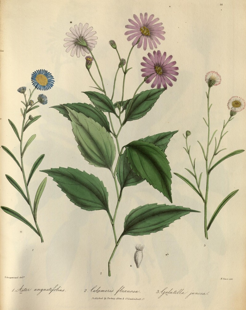 Aster altaicus var. canescens