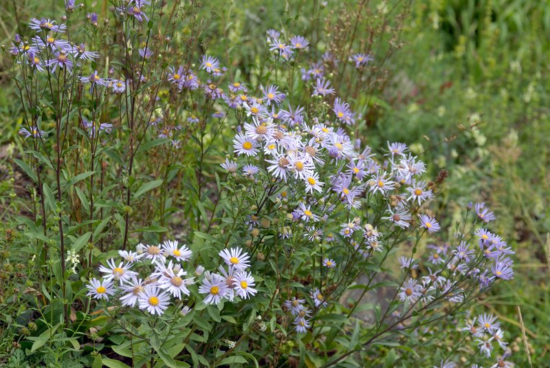 Italian Aster