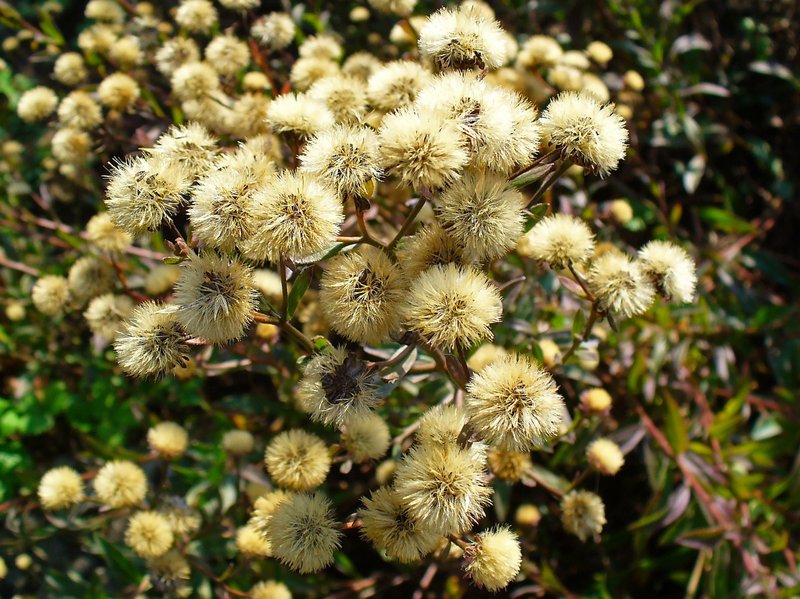 Italian Aster photo 2