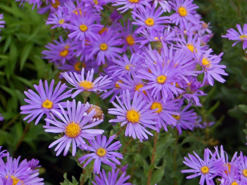 Italian Aster photo 3