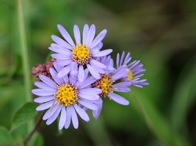 Italian Aster photo 4