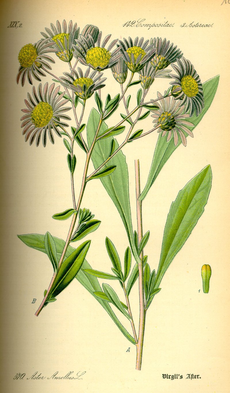 Italian Aster photo 5