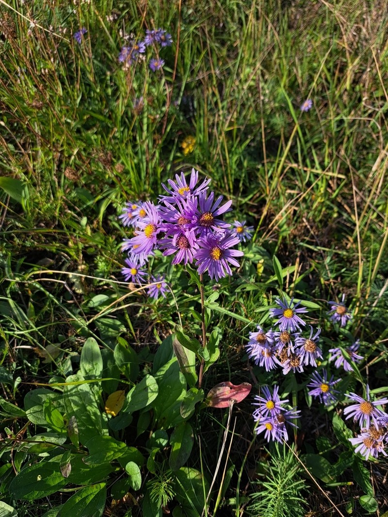 Italian Aster photo 6