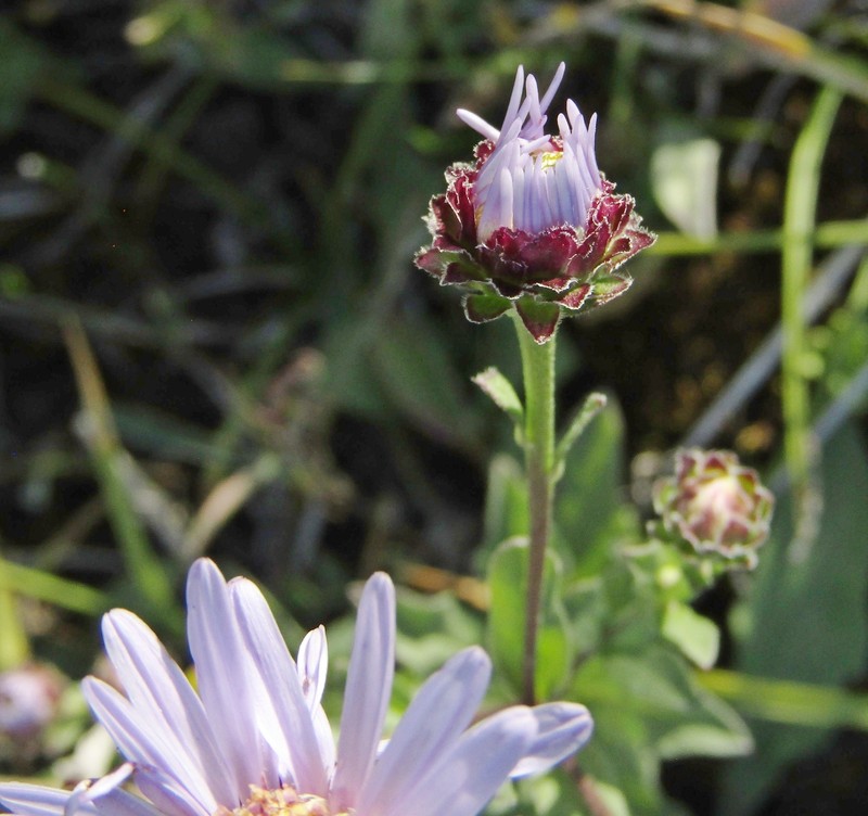 Aster amellus subsp. amellus