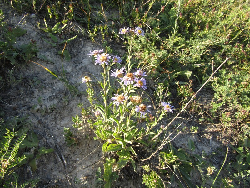Aster amellus subsp. amellus photo 2