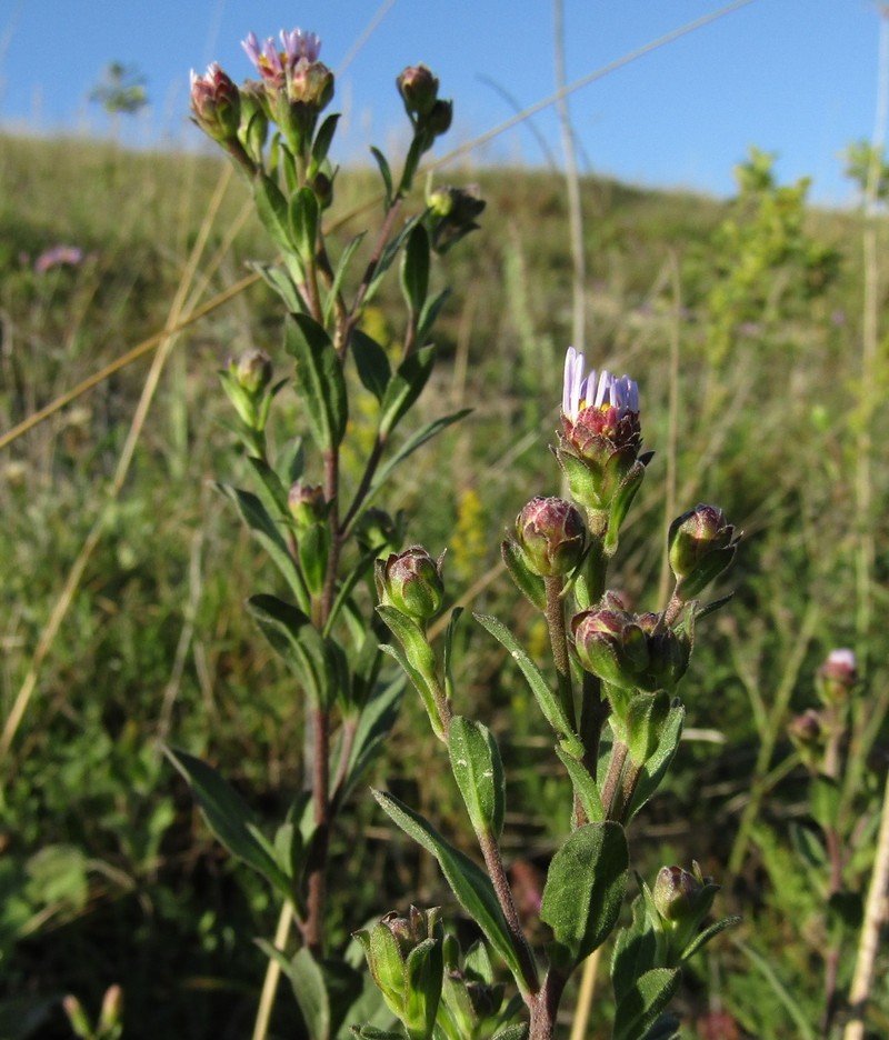 Aster amellus subsp. amellus photo 3