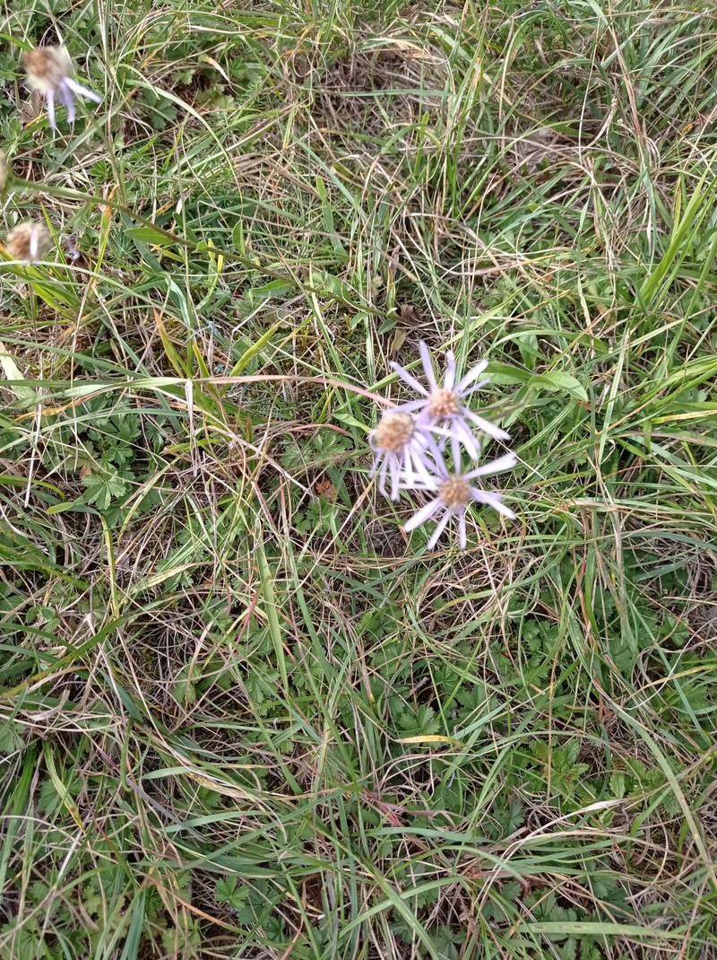 Aster amellus subsp. amellus photo 4