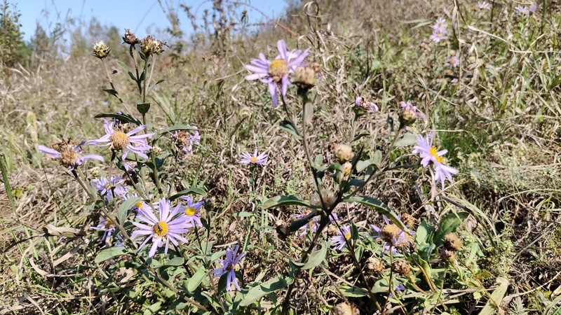 Aster amellus subsp. bessarabicus