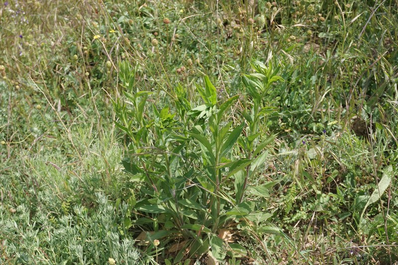 Aster amellus subsp. bessarabicus photo 2