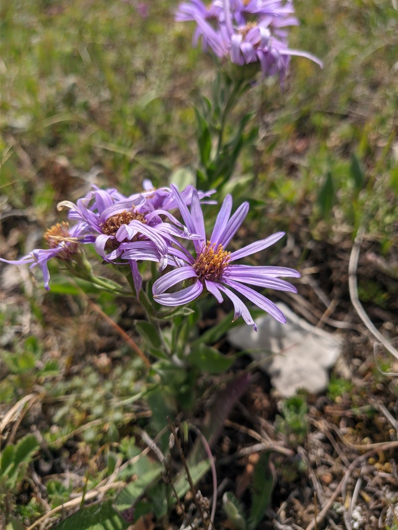 Aster amellus subsp. bessarabicus photo 3