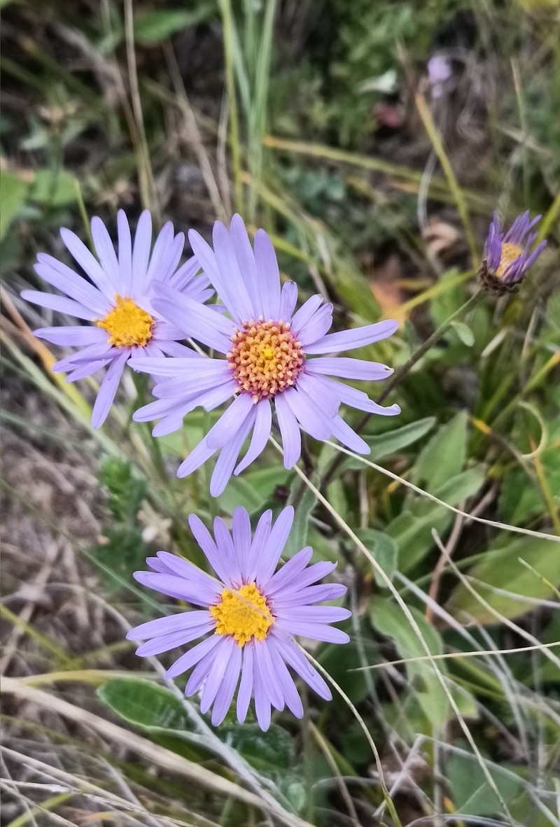 Aster amellus subsp. bessarabicus photo 4
