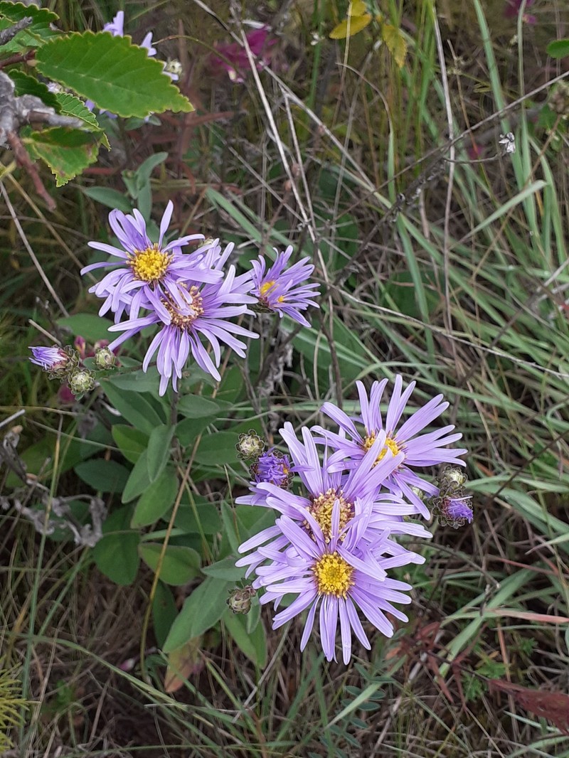 Aster amellus subsp. ibericus