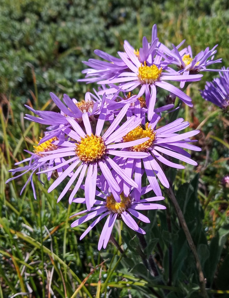 Aster amellus subsp. ibericus photo 2