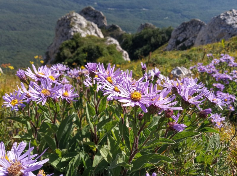 Aster amellus subsp. ibericus photo 3