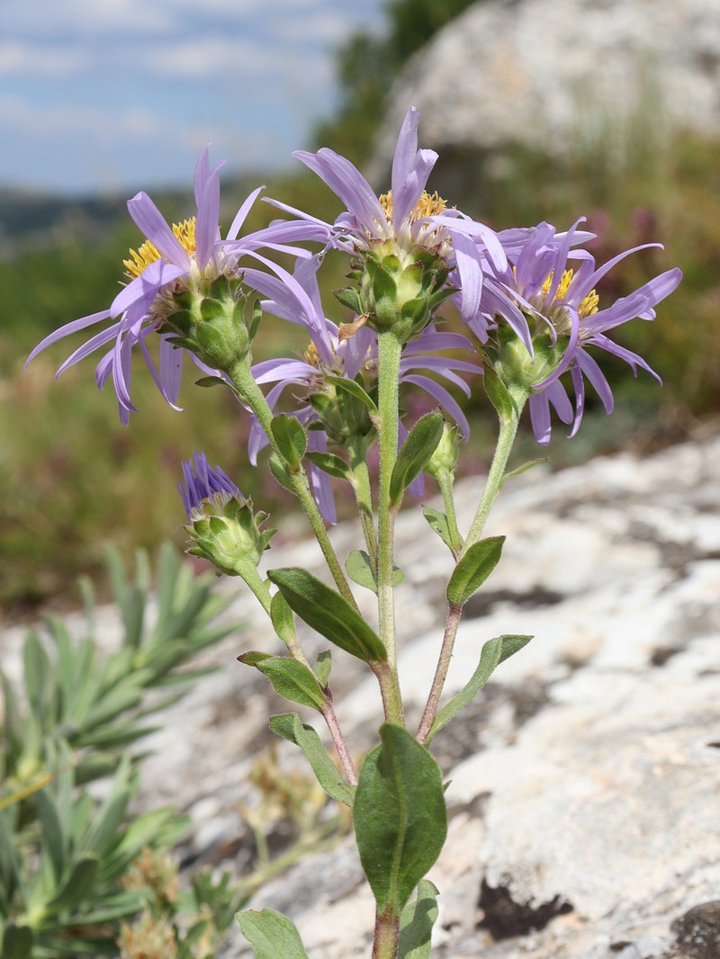 Aster amellus subsp. ibericus photo 4