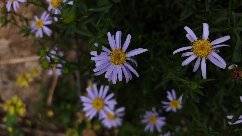 Aster arenarius