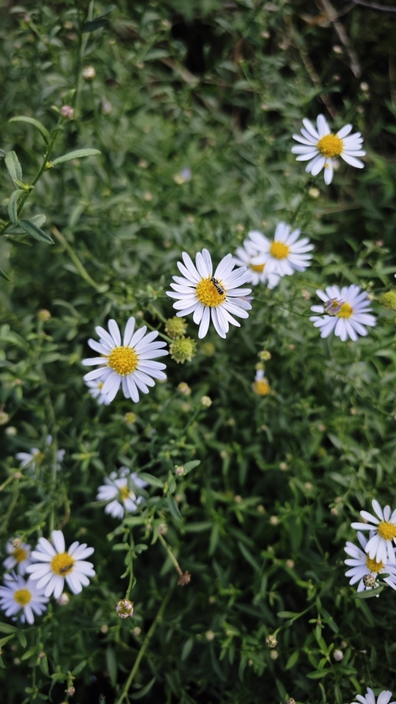 Aster arenarius photo 2