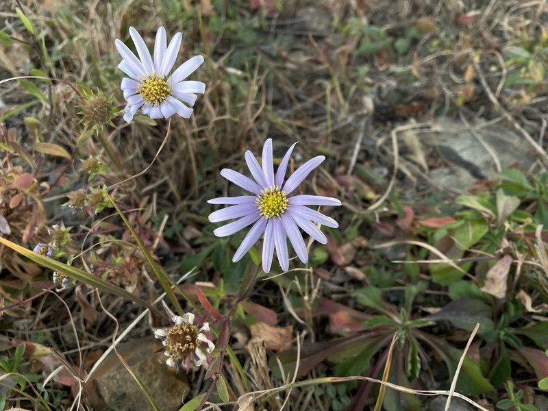 Aster arenarius photo 3