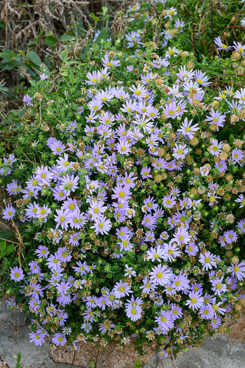 Aster arenarius photo 4