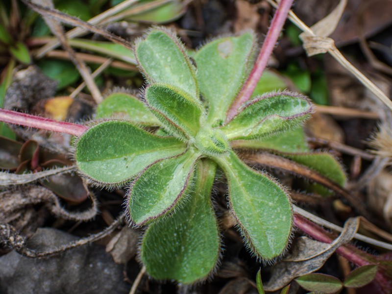 Aster arenarius photo 5
