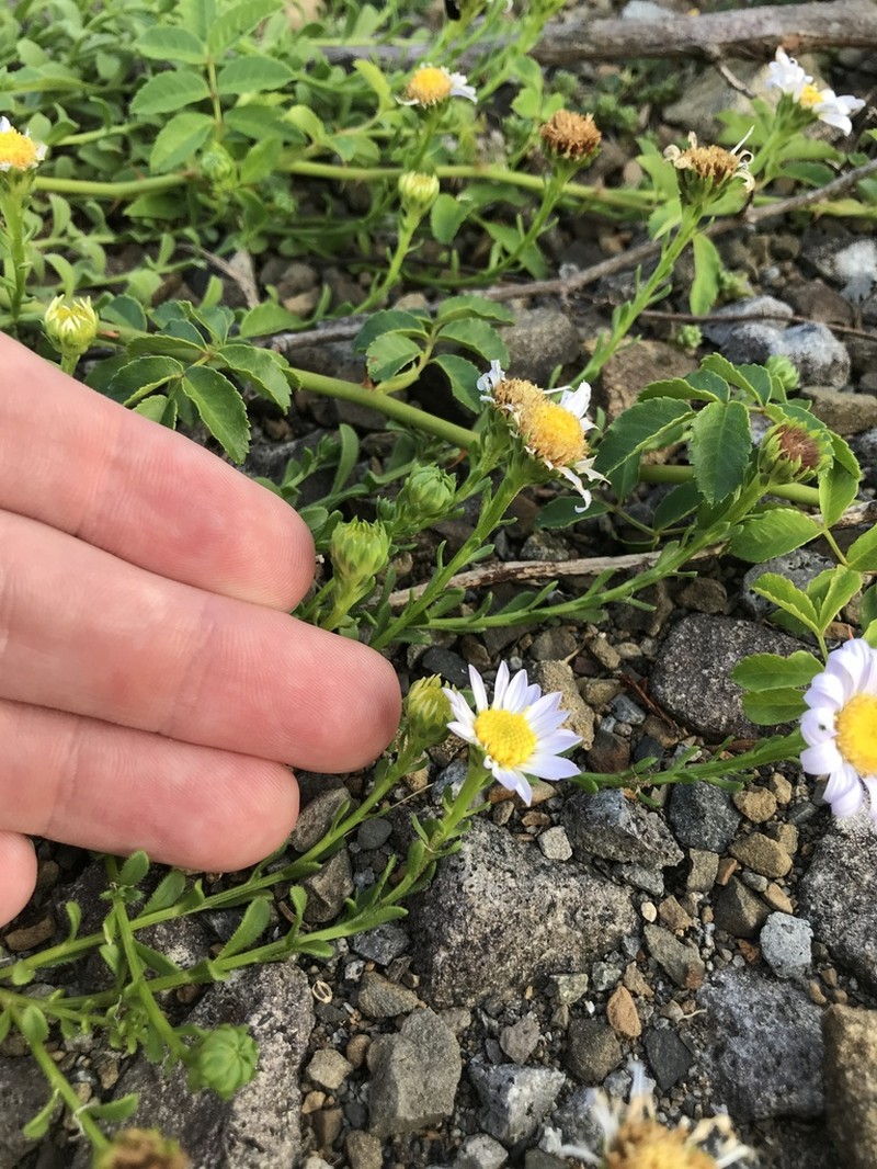 Aster arenarius photo 6