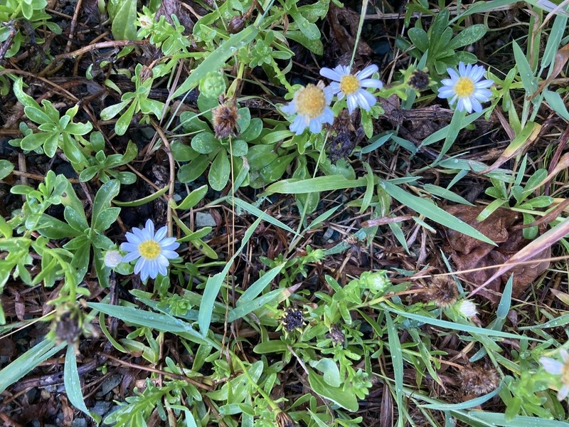 Aster arenarius photo 7