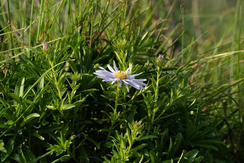 Aster arenarius photo 8
