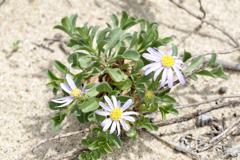 Aster arenarius