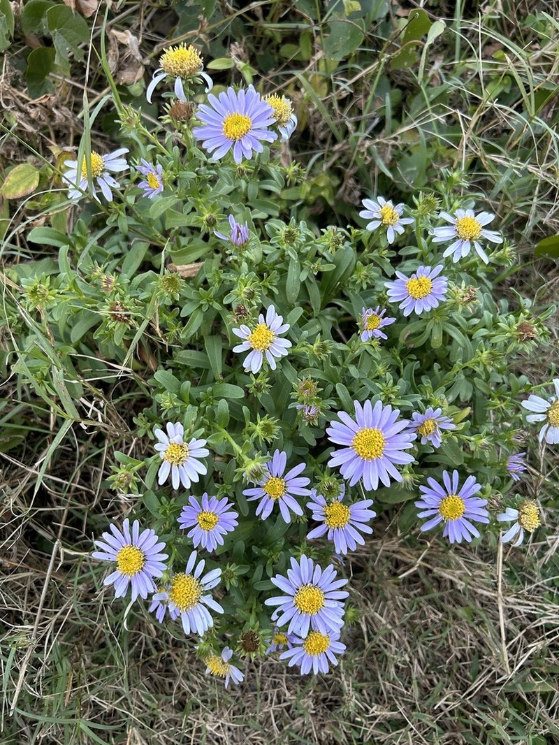Aster arenarius photo 2