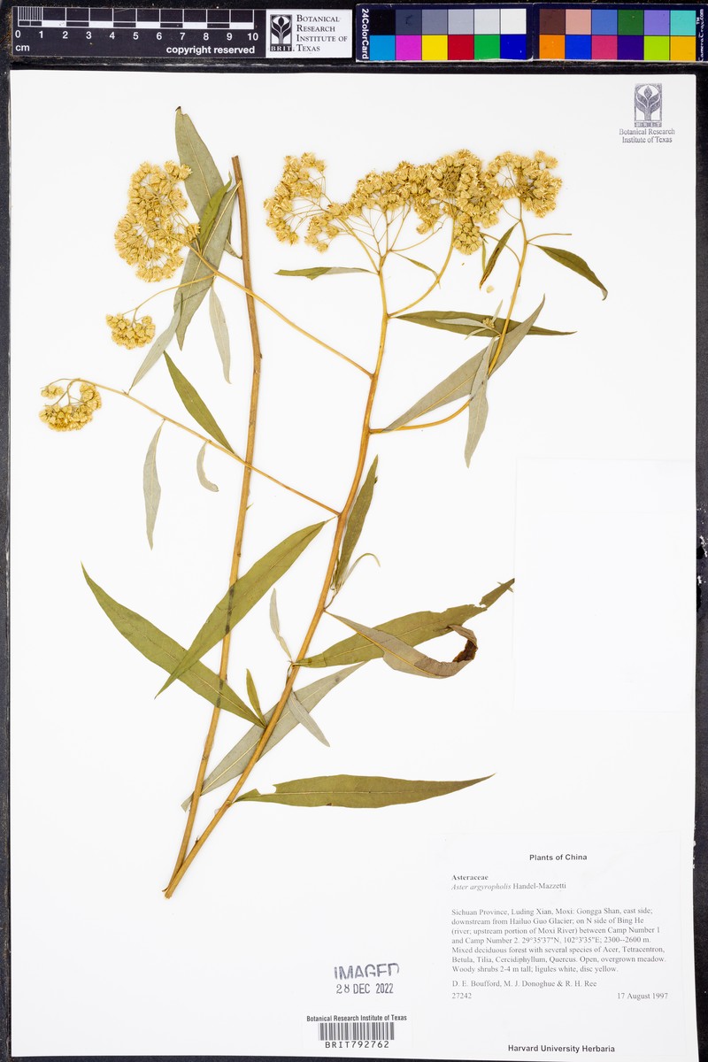 Aster argyropholis