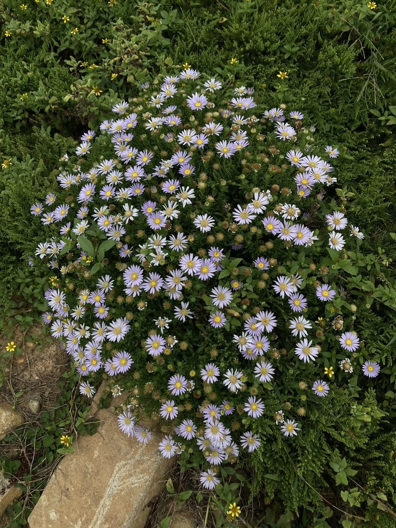 Aster asagrayi photo 5