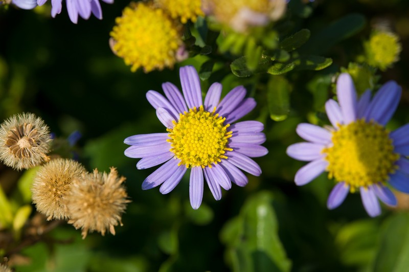 Aster asagrayi photo 6