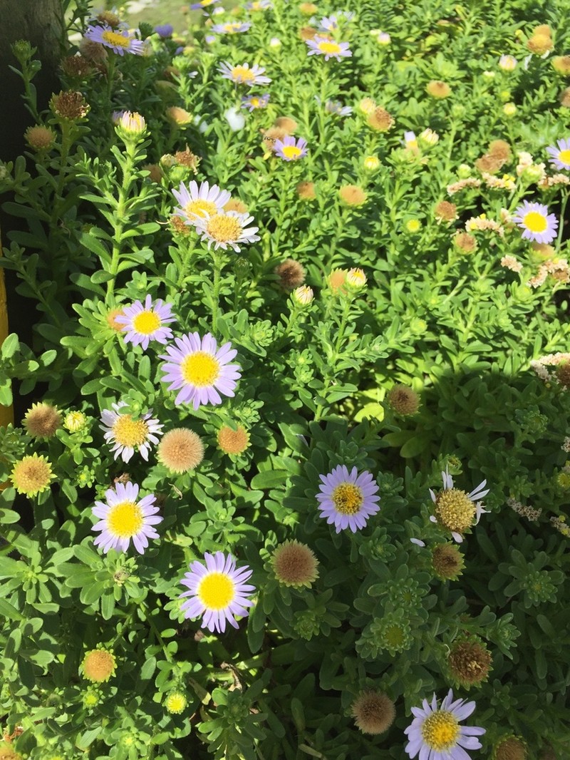 Aster asagrayi photo 7
