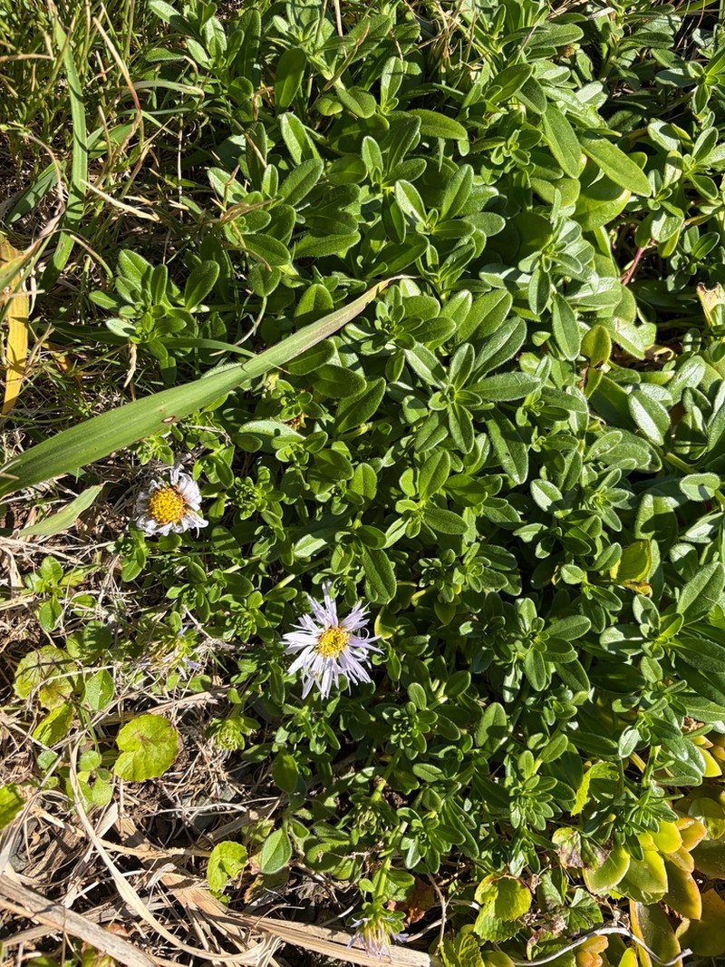 Aster asagrayi photo 8