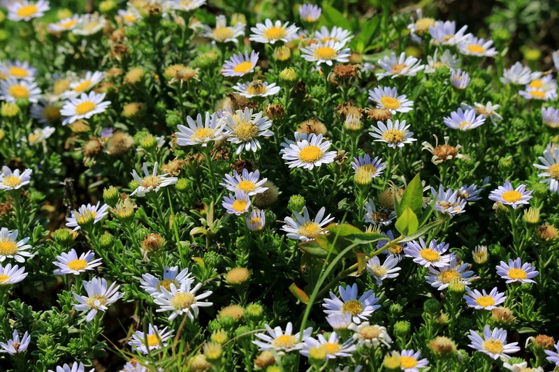 Aster asagrayi