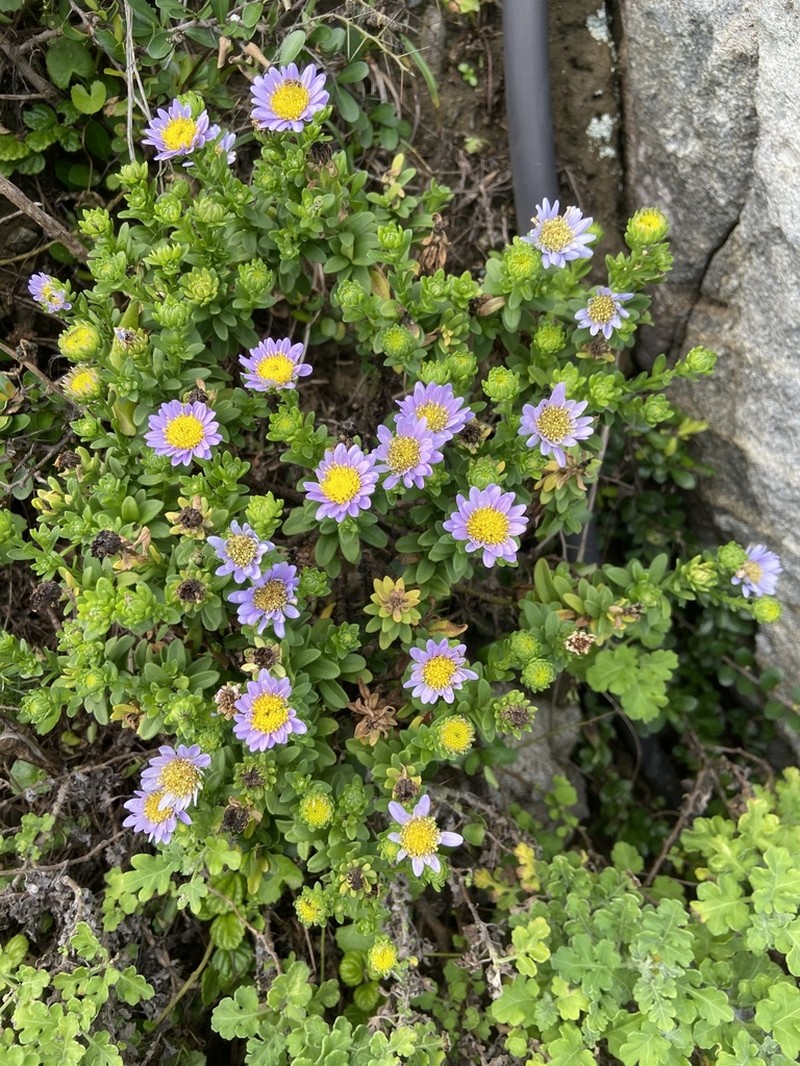 Aster asagrayi photo 2