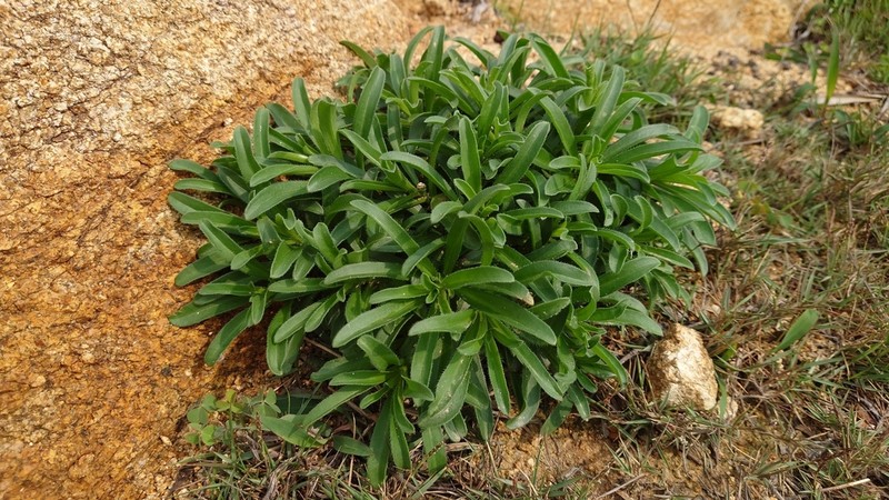 Aster asagrayi photo 3