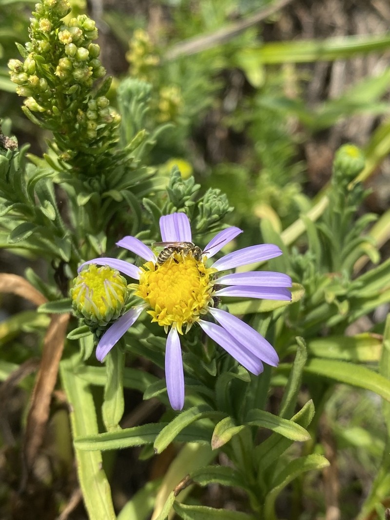 Aster asagrayi photo 4