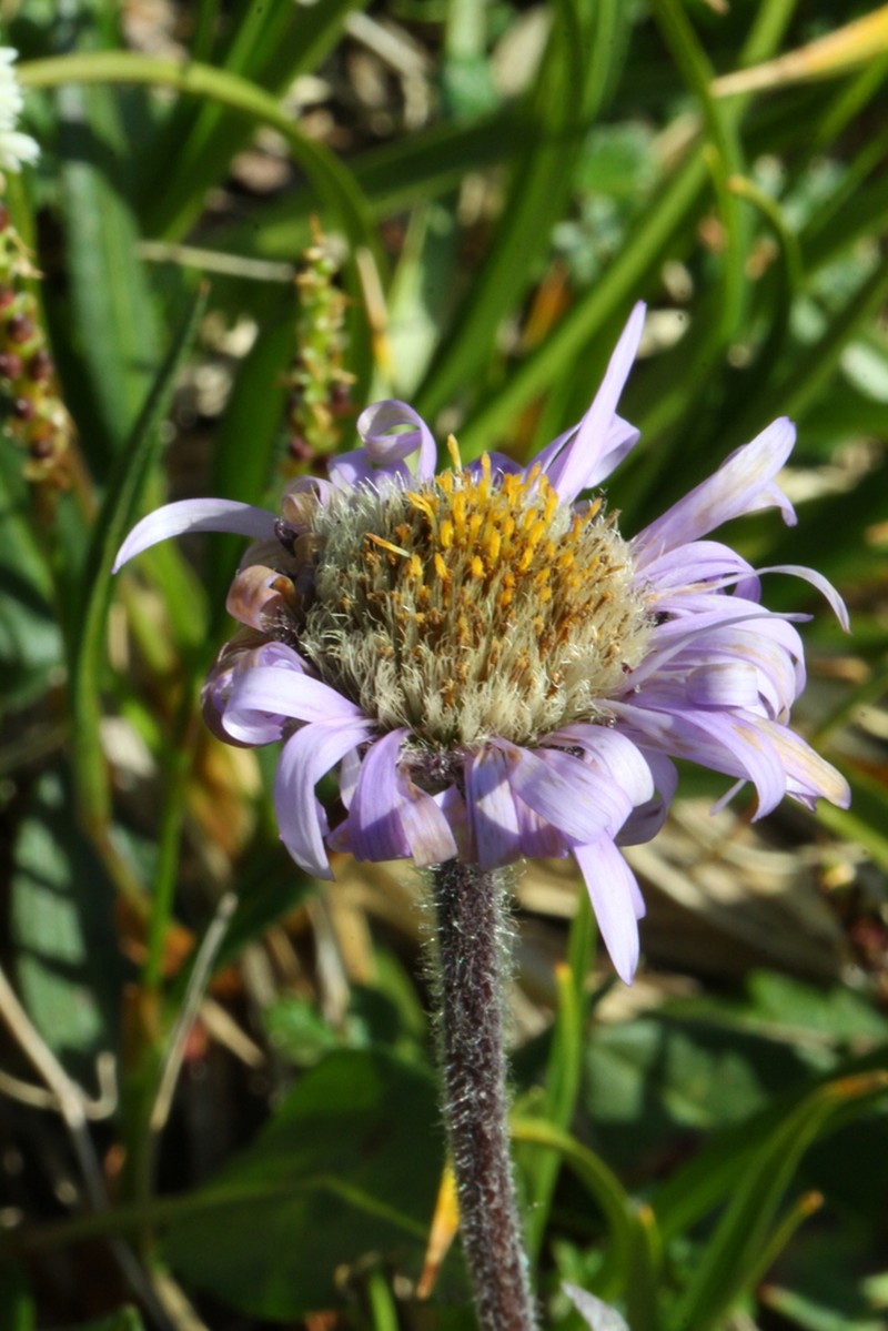 Aster asteroides