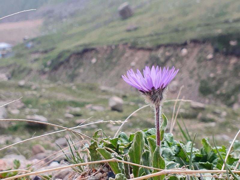 Aster asteroides photo 2