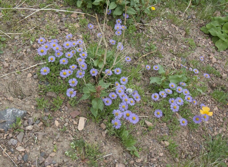 Aster asteroides photo 3