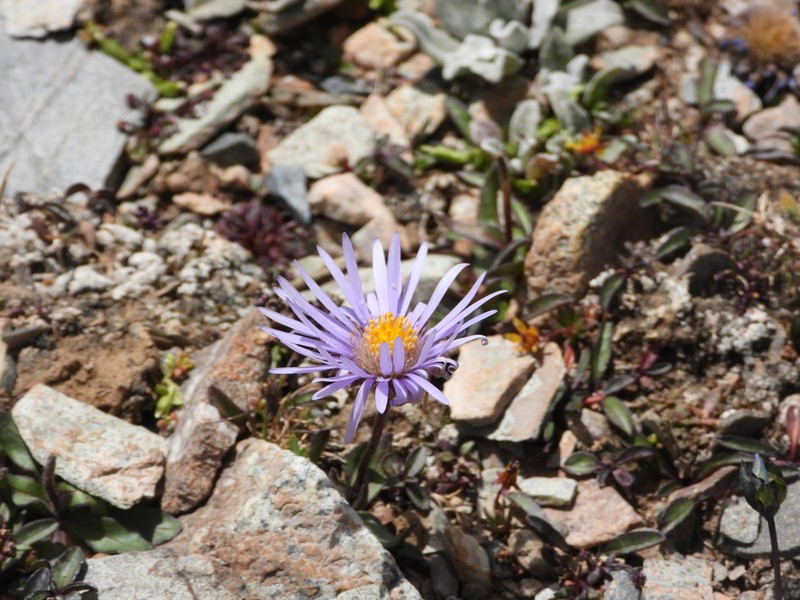 Aster asteroides photo 4
