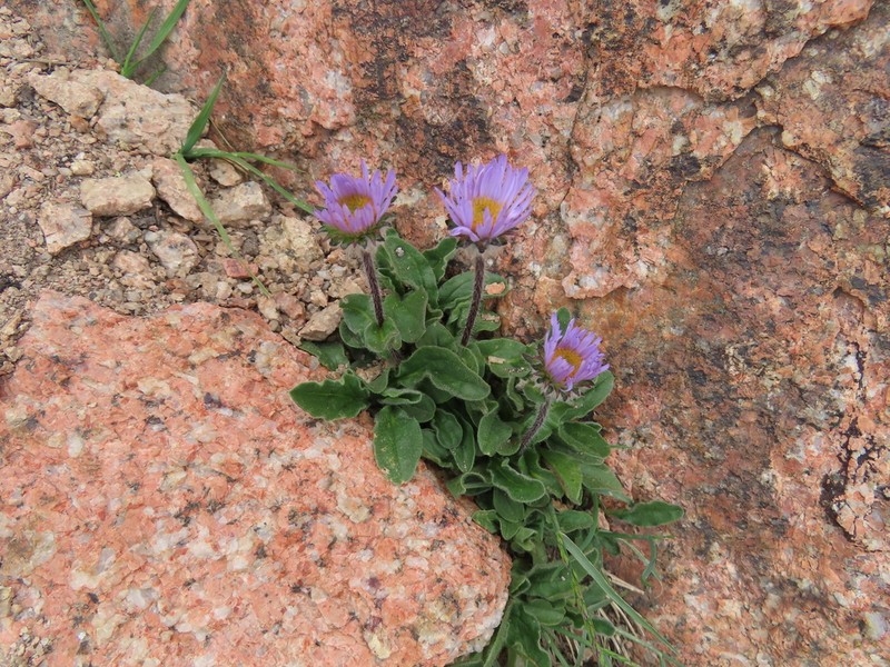 Aster asteroides photo 5