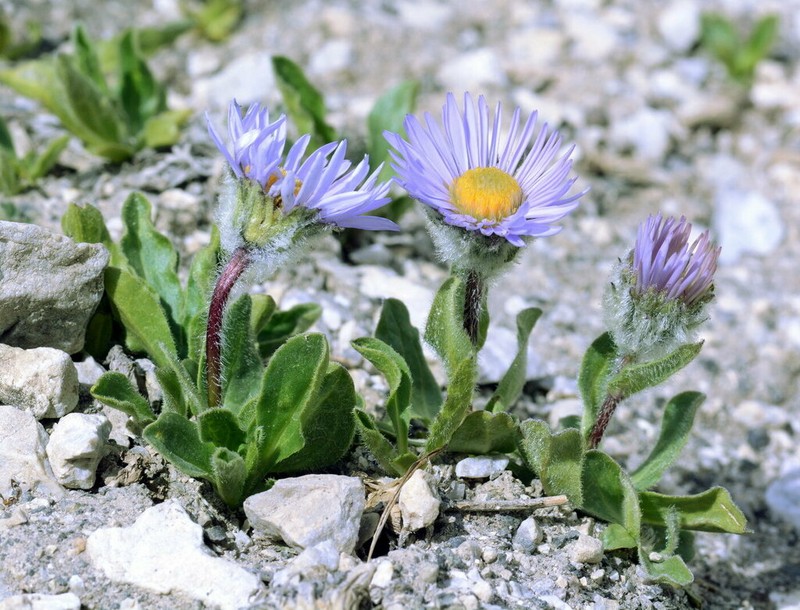 Aster asteroides photo 6