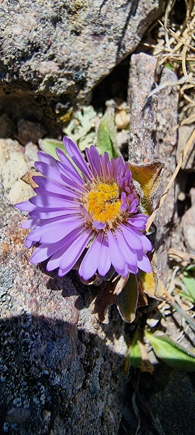 Aster asteroides photo 7