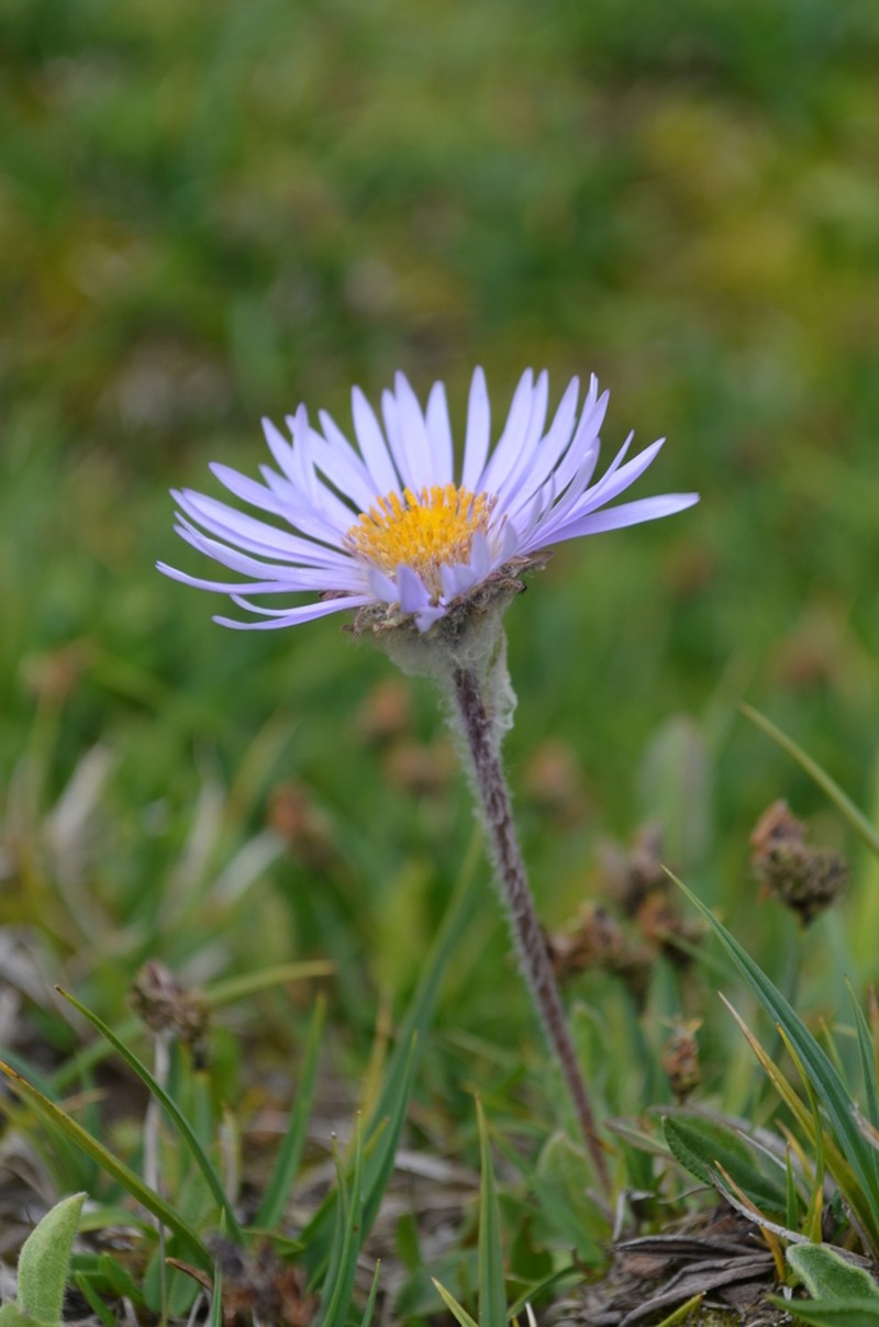 Aster asteroides photo 8