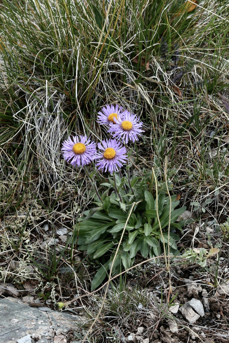 Aster asteroides